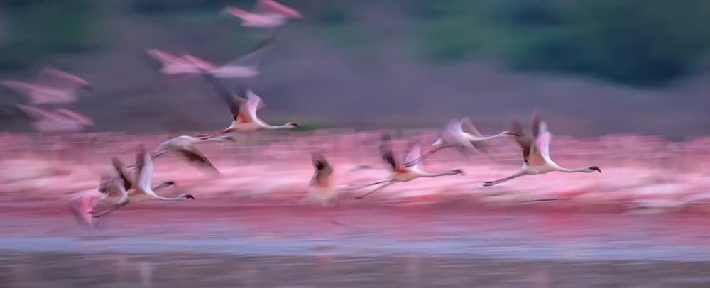 Flying Pink Flamingos by David Hua — canvas wall art