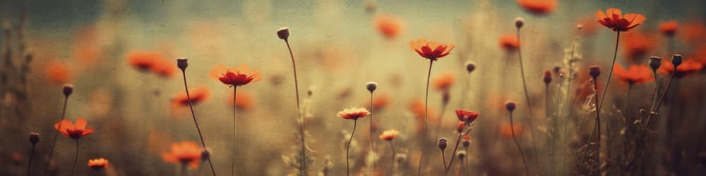 Whispering Poppies by Treechild — canvas wall art