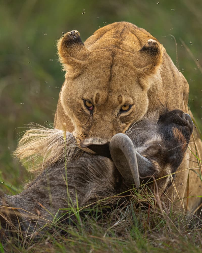 Lioness with Wildebeest Kill by Yogesh Bhatia — canvas wall art