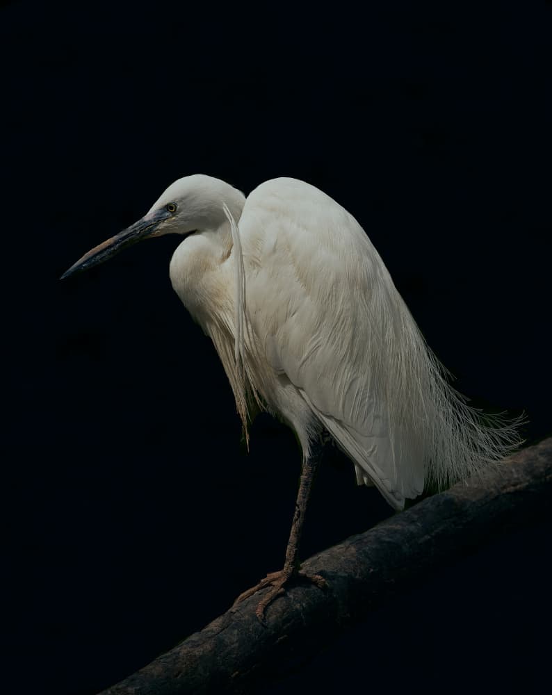 Elegant White Egret by Stuart Williams — canvas wall art