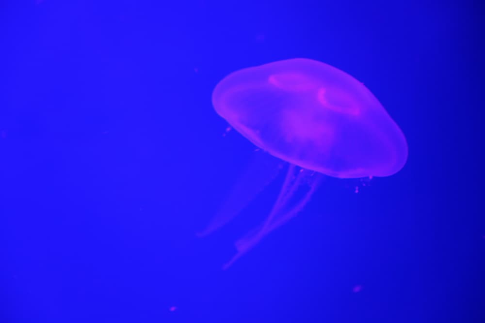Glowing Purple Jellyfish by Tal Paz-Fridman — canvas wall art