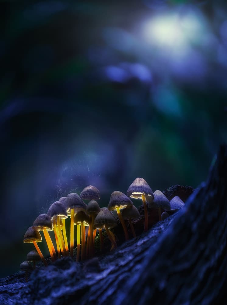 Glowing Forest Mushrooms by Kirill Volkov — canvas wall art
