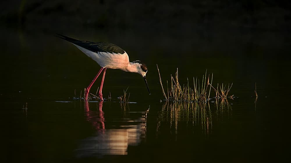 Wading Stilt Reflection by Riccardo Mazzoni — canvas wall art