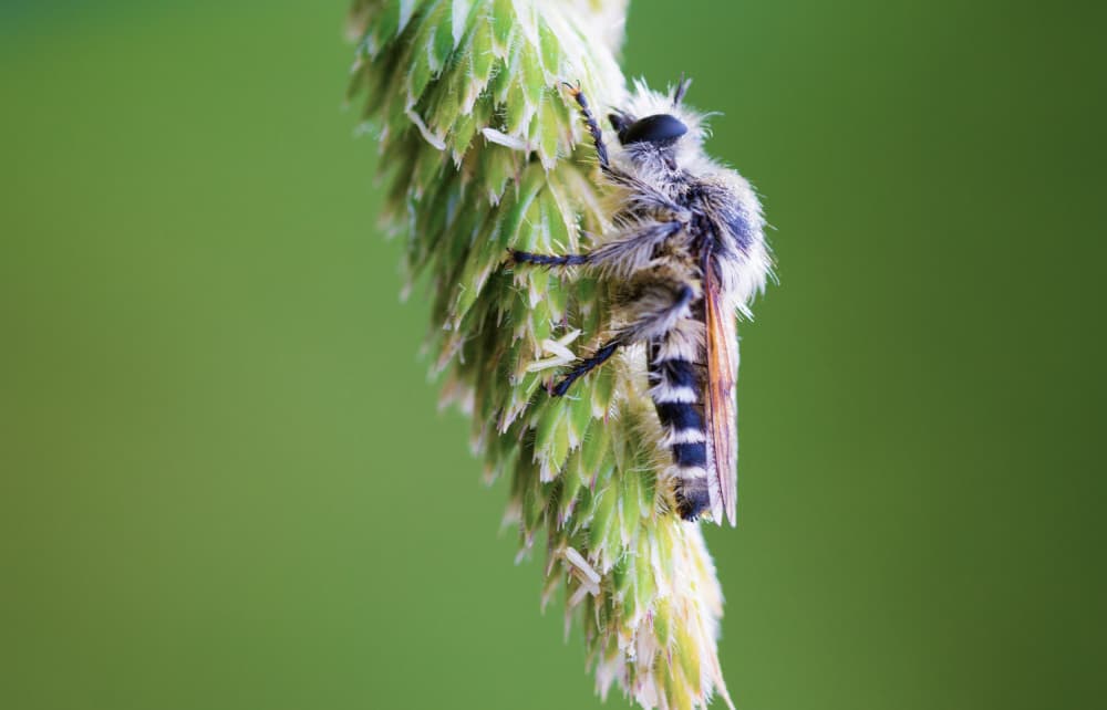 Furry Fly On Green Stem by Wisam Hassan — canvas wall art