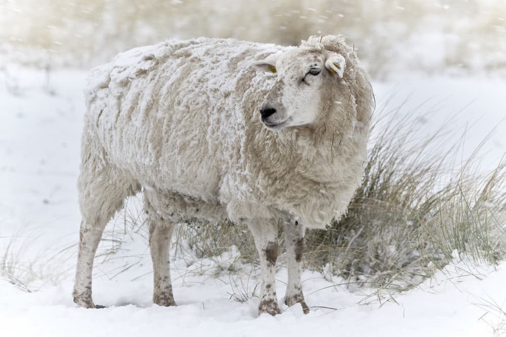 Winter's Gentle Sheep by Bodo Balzer — canvas wall art