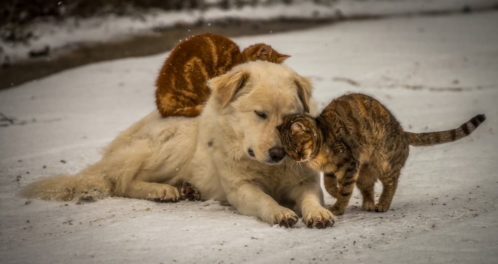 Winter Animal Friends by Riccardo Lucidi — canvas wall art