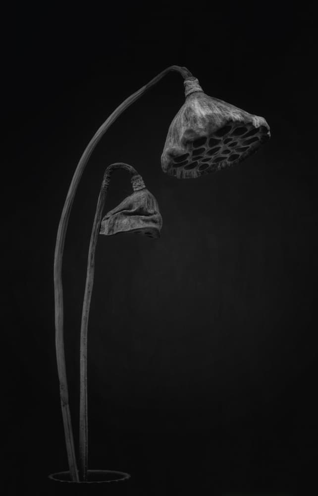 Monochrome Lotus Pods by Lotte Grønkjær — canvas wall art