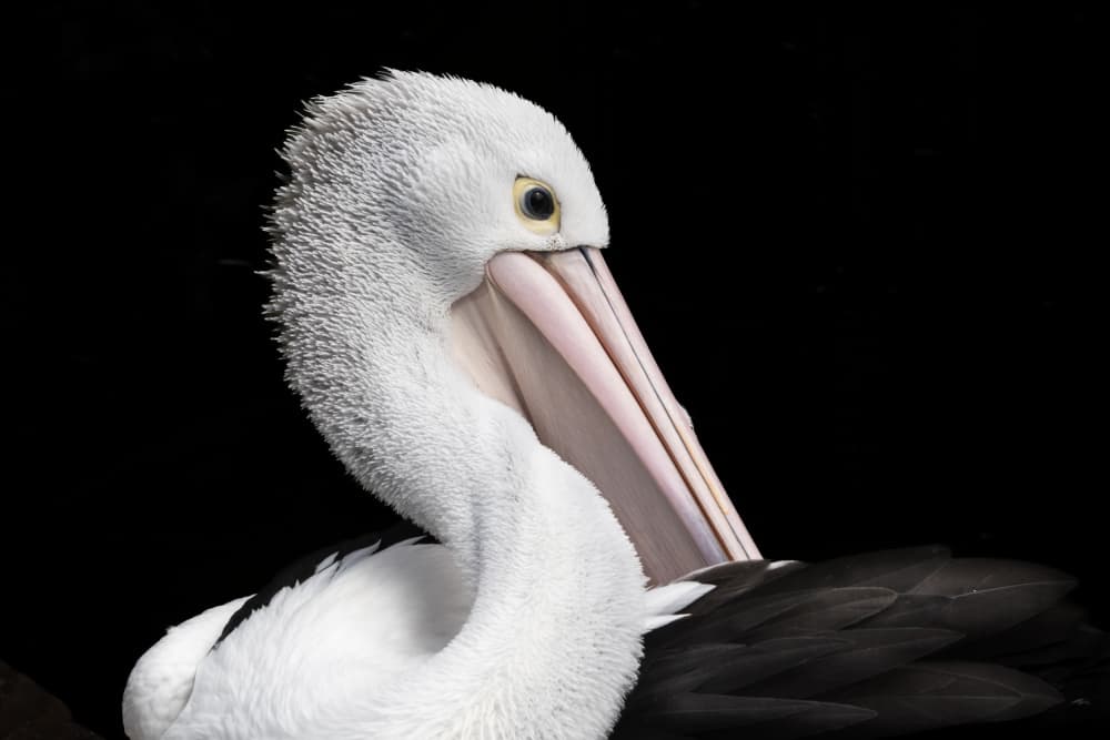 Elegant Pelican Profile by Daniel De Cort — canvas wall art