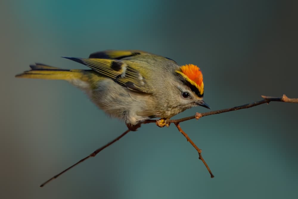 Golden-Crowned Kinglet Perched by Jacob (Jian) Xu — canvas wall art