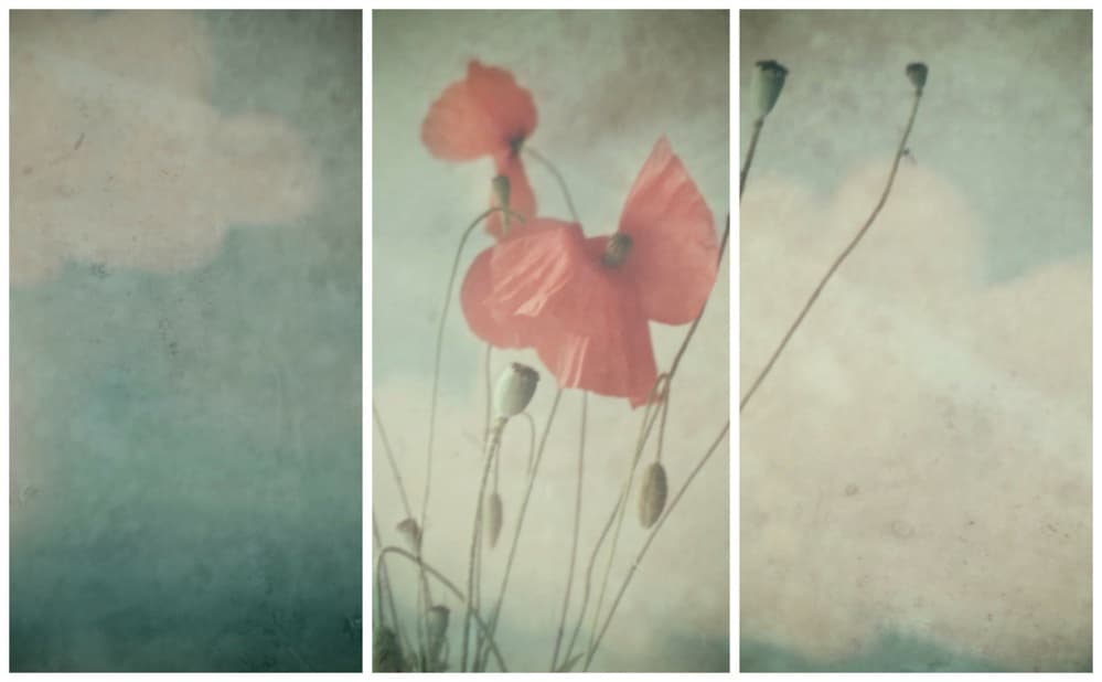 Dreamy Red Poppies by Delphine Devos — canvas wall art