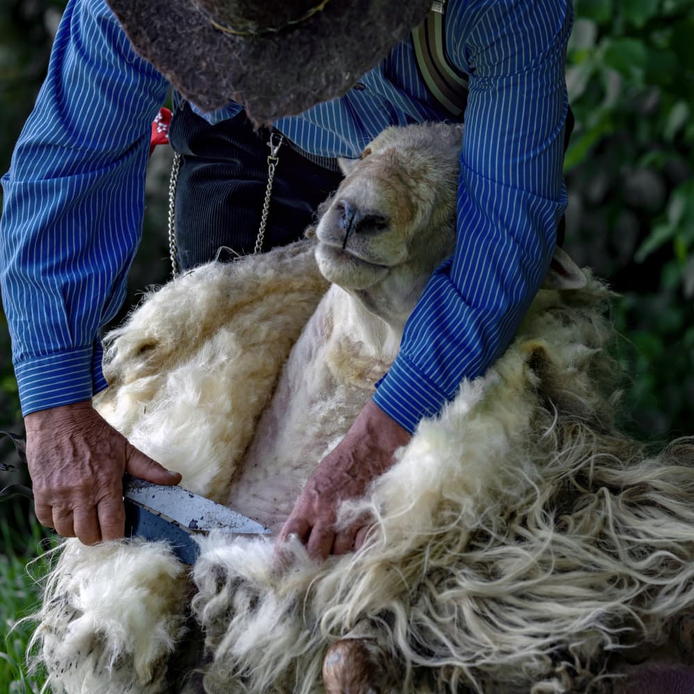 Rustic Sheep Shearing by Gert van den Bosch — canvas wall art