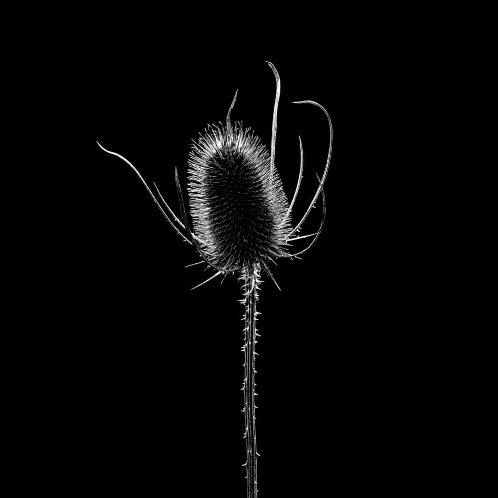 Dramatic Thistle by Hardik Pandya — canvas wall art