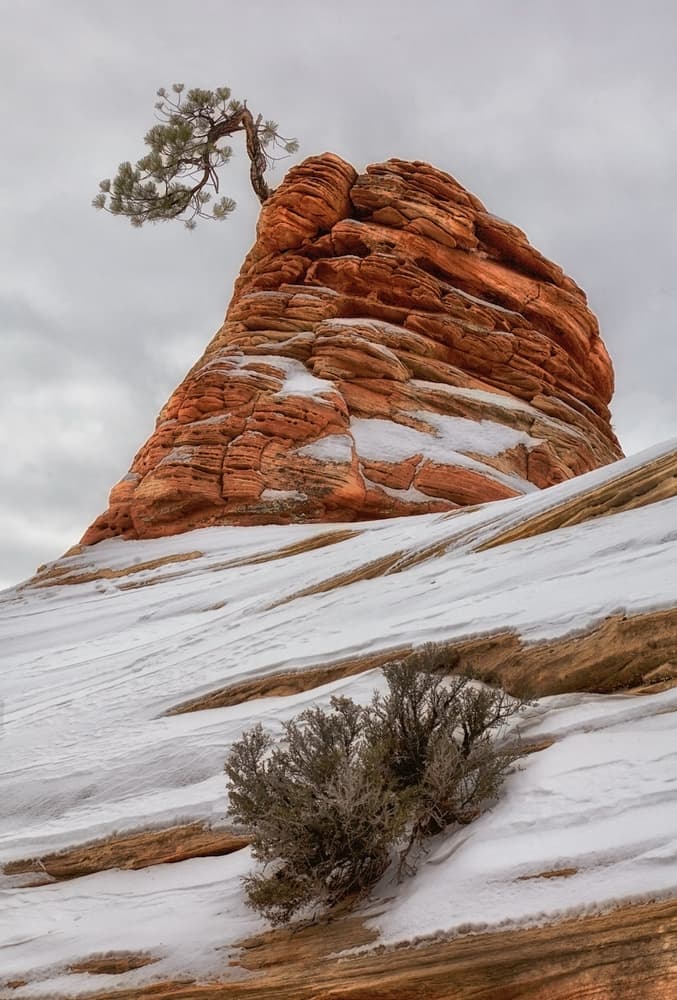 Snowy Red Rock Pine by Margarita Chernilova — canvas wall art