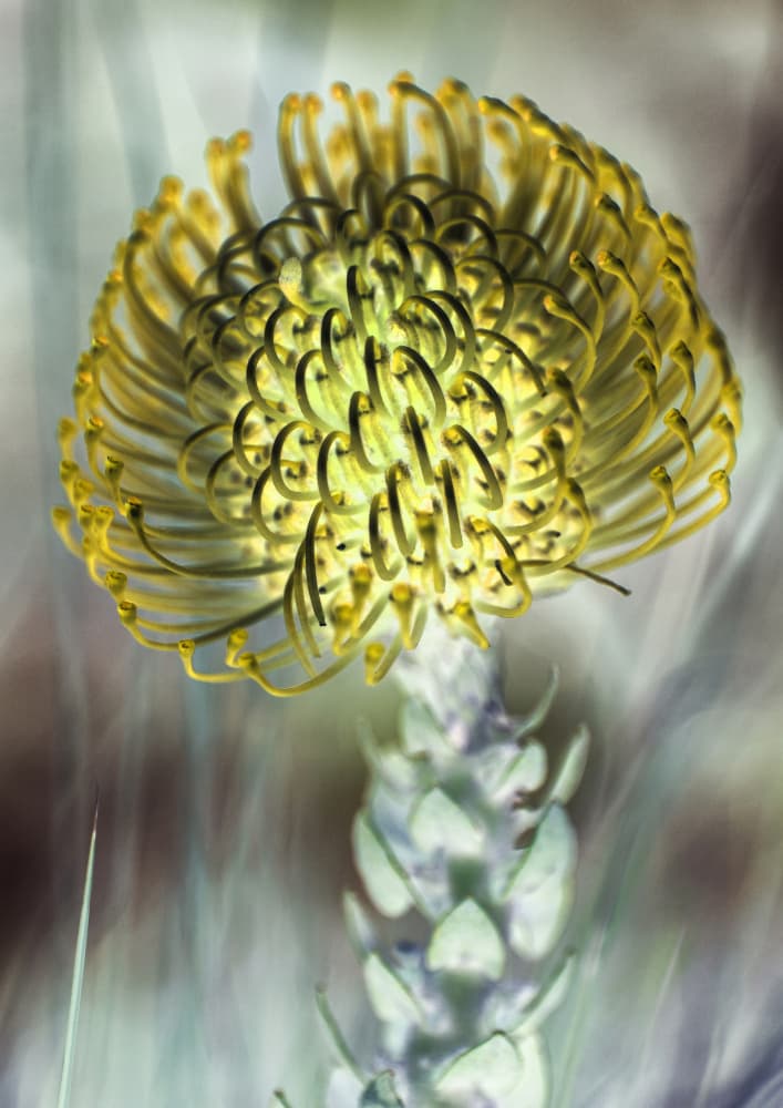 Golden Bloom Burst by Shot by Clint — canvas wall art