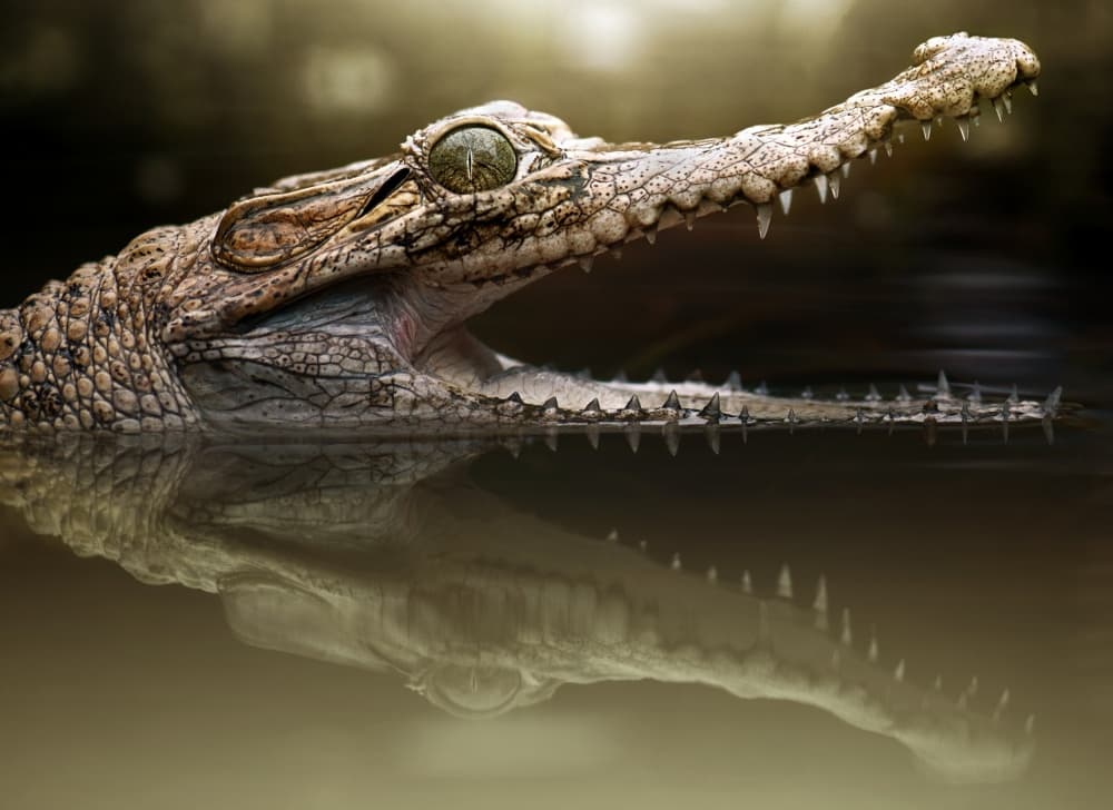 Lurking Predator's Open Mouth by Fahmi Bhs — canvas wall art