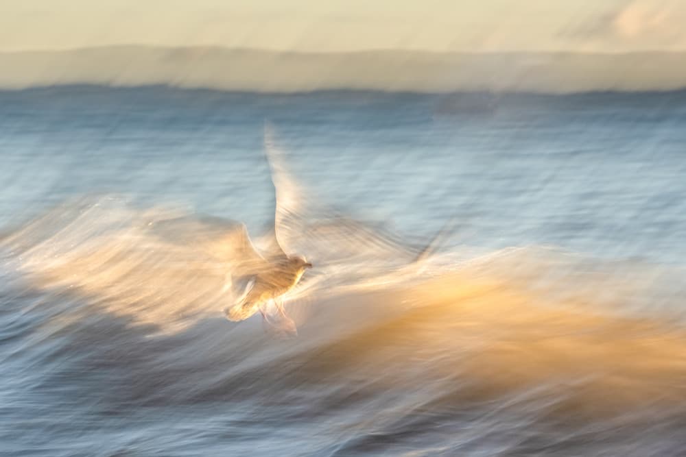 Golden Ocean Flight by Ulrike Eisenmann — canvas wall art