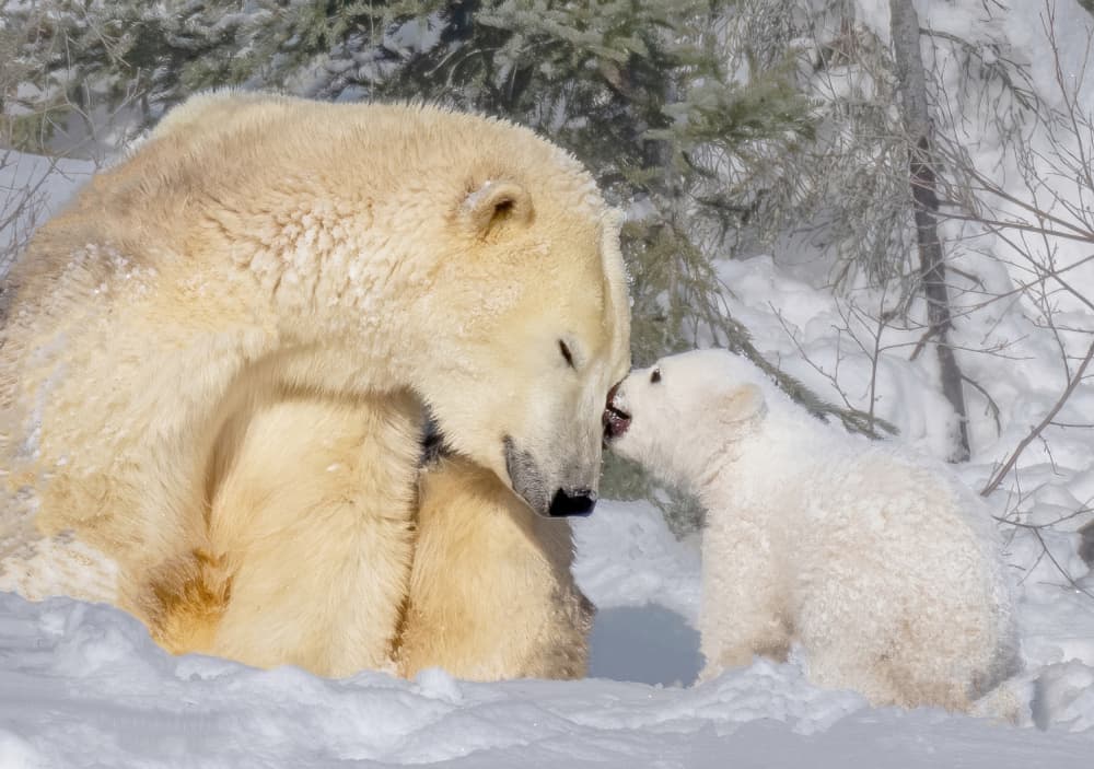 Polar Bear Cub Kiss by Yuan Su — canvas wall art
