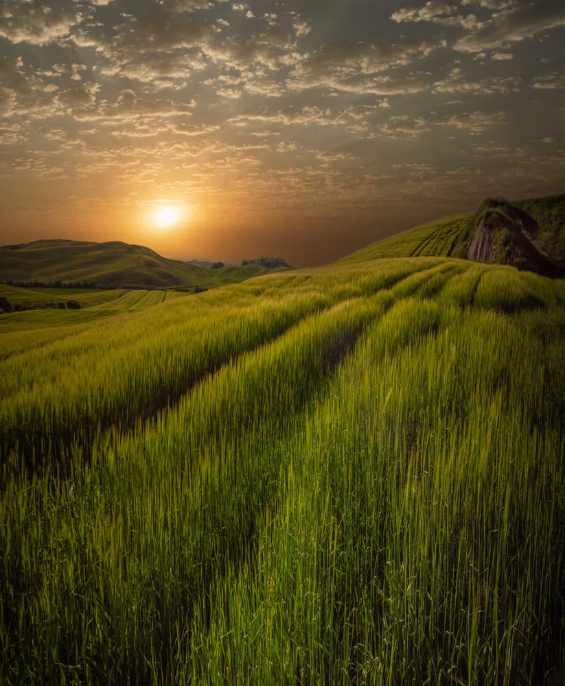 Golden Sunset Fields by Isam Telhami — canvas wall art