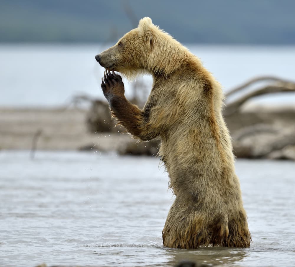 Grizzly Bear Grooming by Giuseppe DAmico — canvas wall art