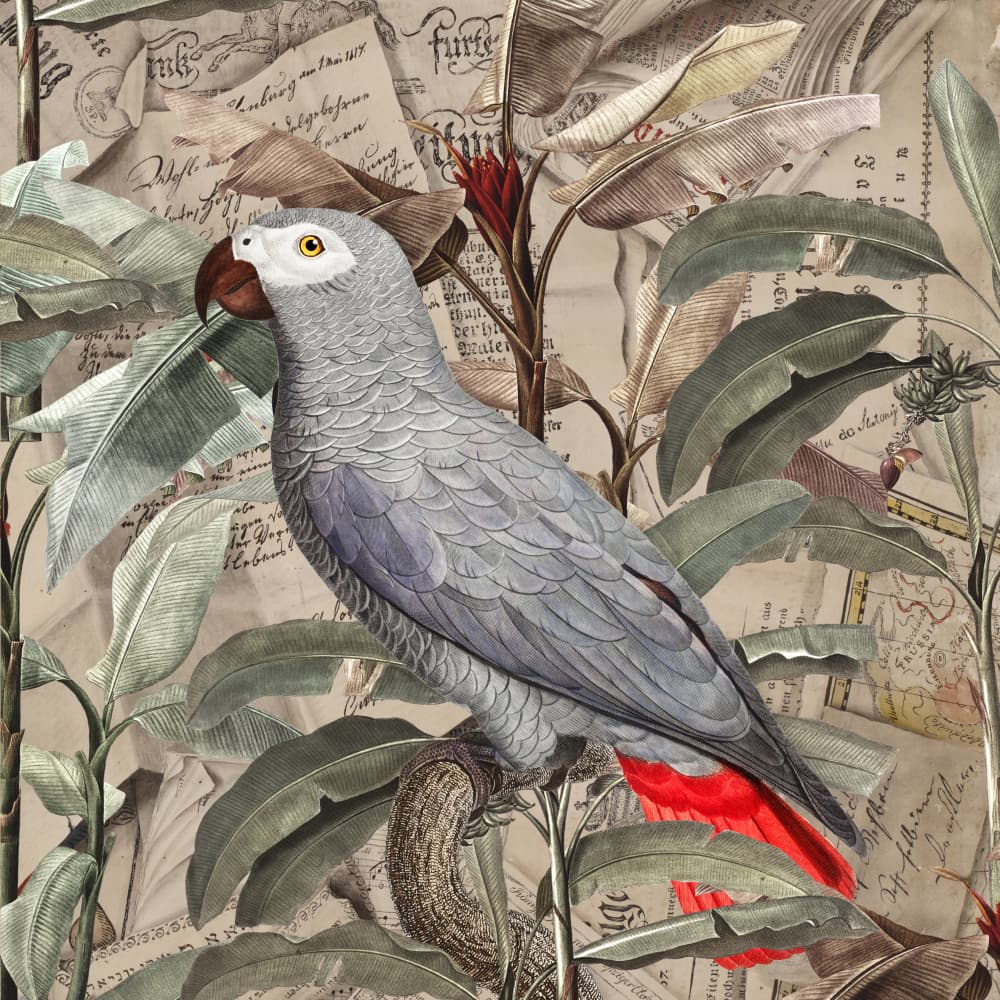 Vintage Tropical Grey Parrot by Marja van den Hurk — canvas wall art