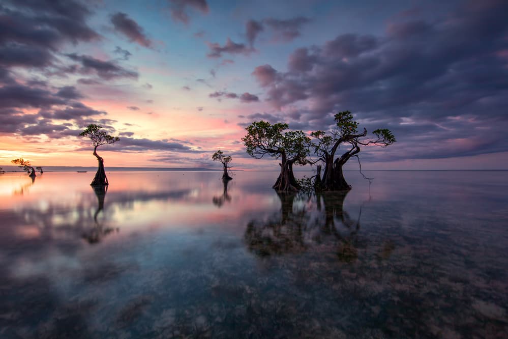 Mangrove Sunset Reflection by Gunarto Song — canvas wall art
