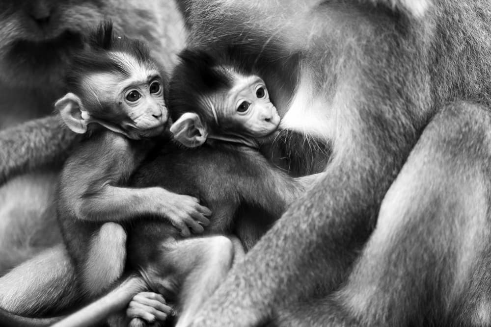 Tender Monkey Embrace by Marcus Lee — canvas wall art