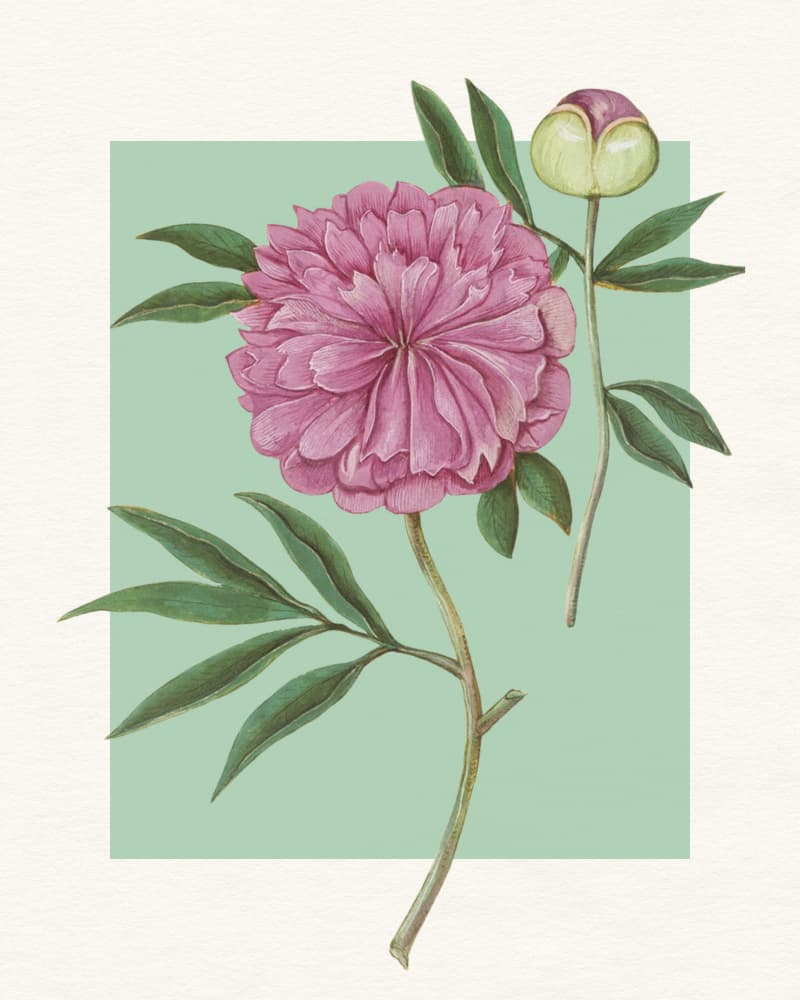 Pink Peony Blossom by Wild Violets — canvas wall art