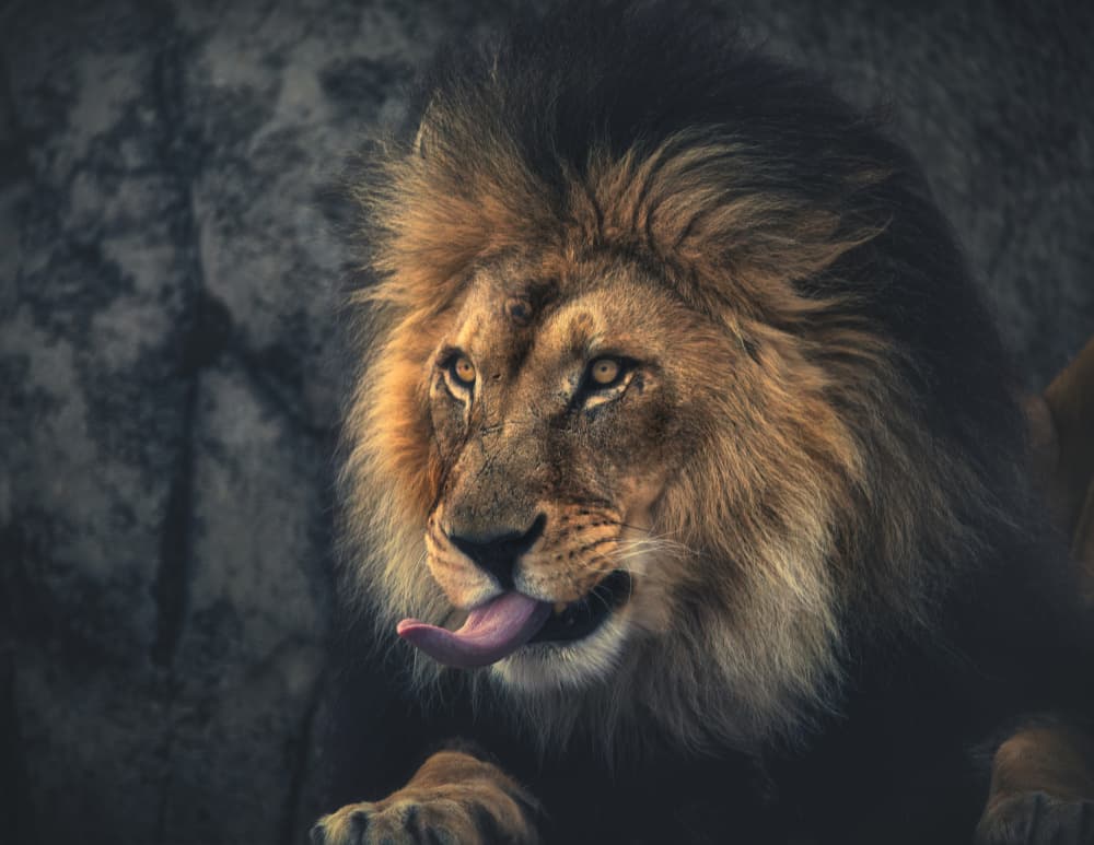 Majestic Lion Licking by Alex Zhao — canvas wall art