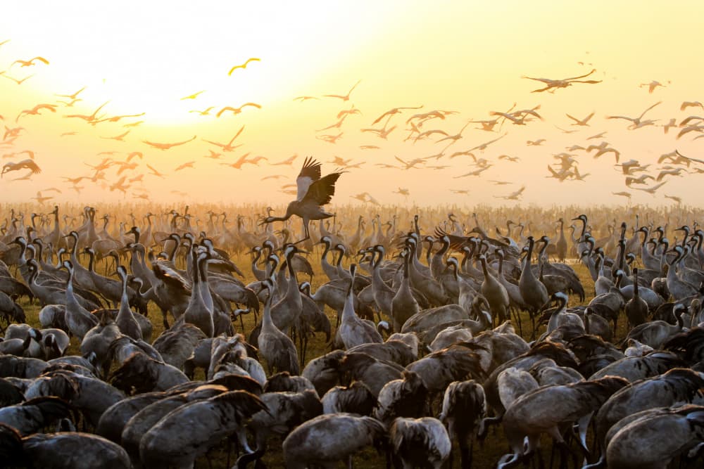Majestic Cranes Sunrise by Farid Kazamil — canvas wall art