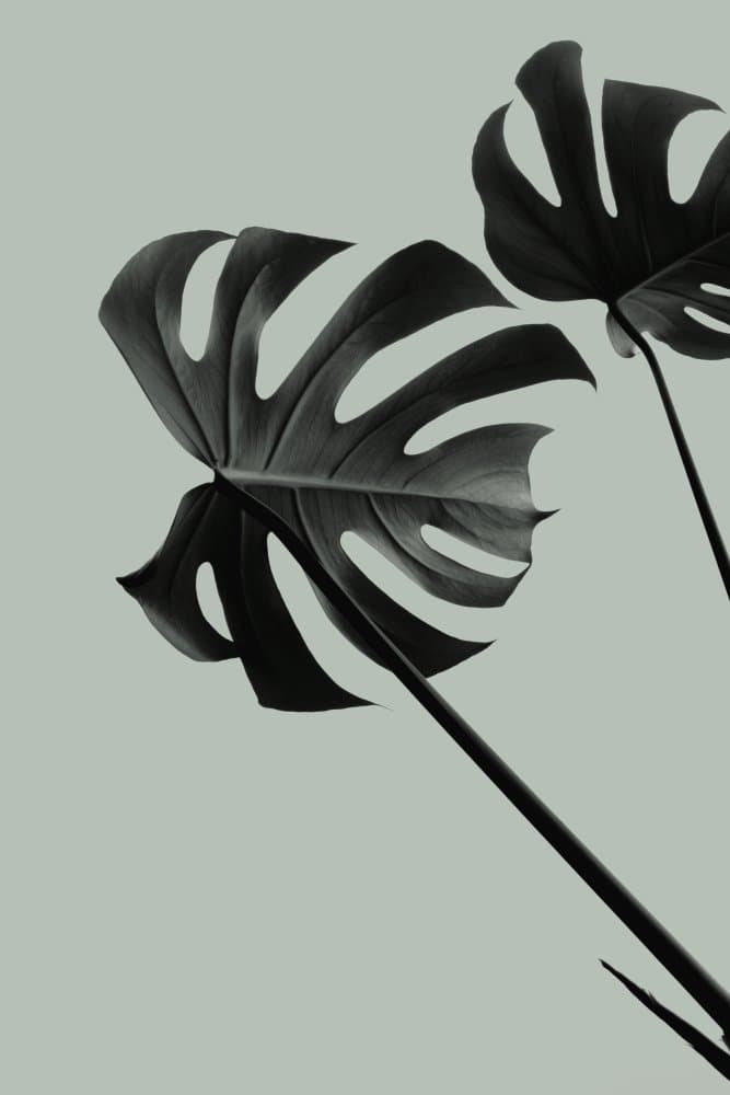 Tropical Monstera Forms by Pictufy Studio III — canvas wall art