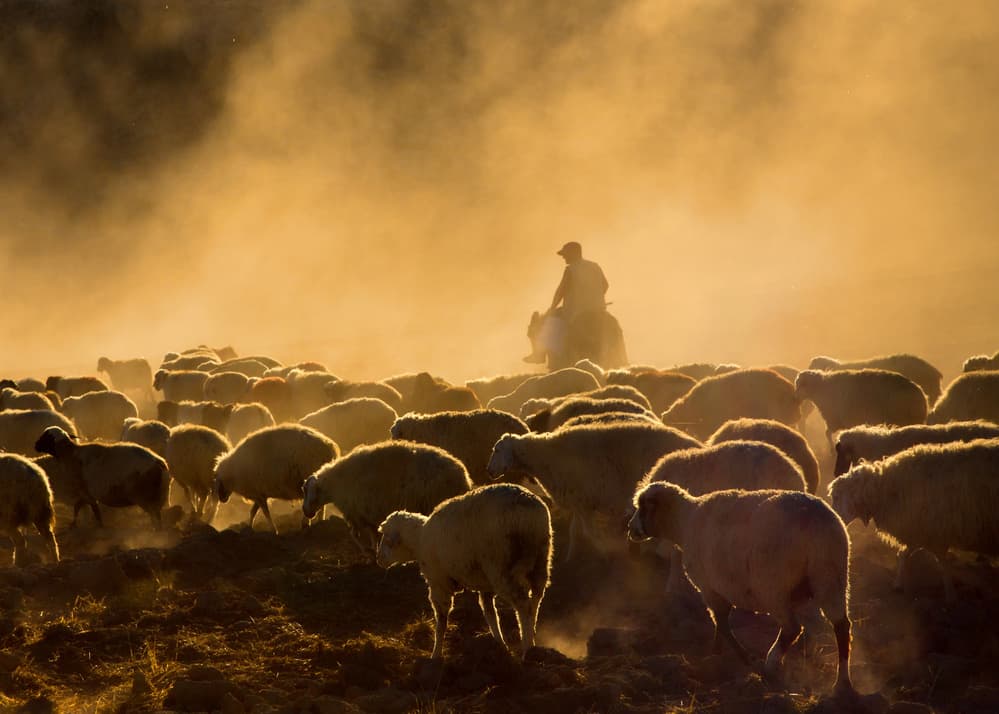 Shepherd and Golden Herd by Feyzullah Tunç — canvas wall art