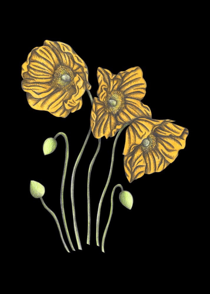Golden Poppies on Black by Cecilia Battaini — canvas wall art