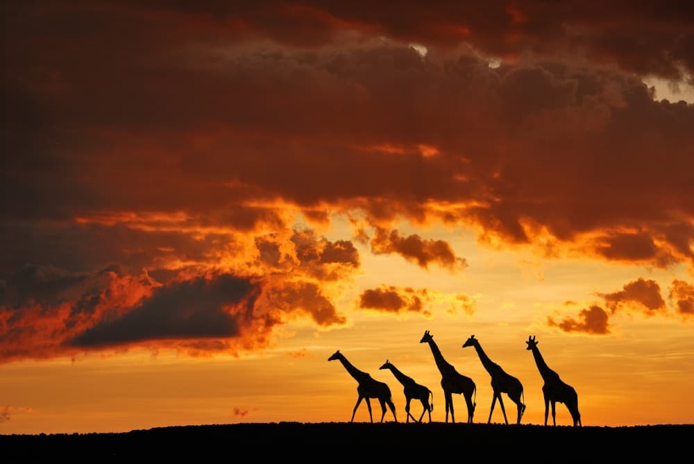 Majestic Giraffes Sunset Sky