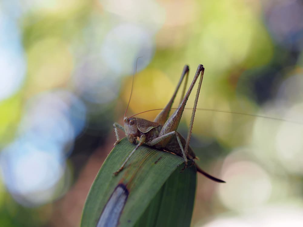 Bush Cricket Closeup by Thierry Dufour — canvas wall art