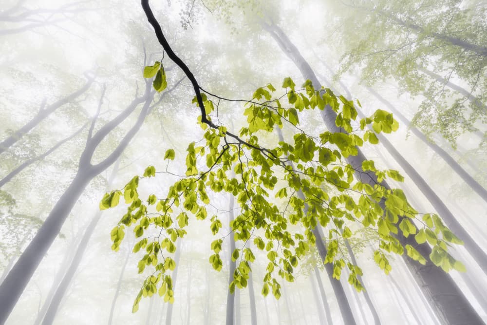 Fresh Leaves Misty Forest by Tom Pavlasek — canvas wall art