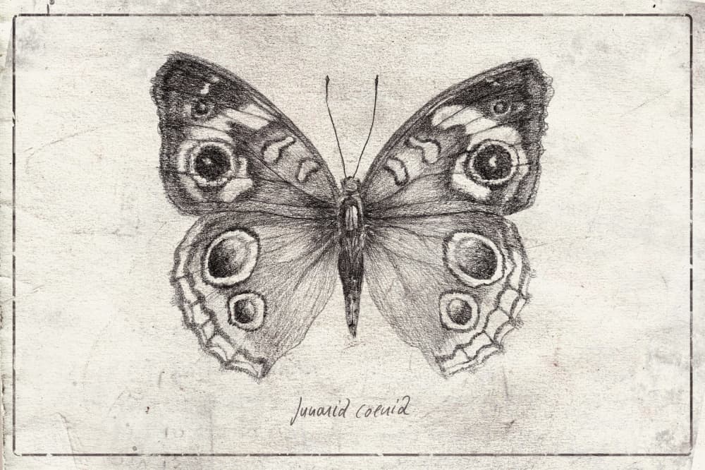 Butterfly Showcases Intricate Wing by Mike Koubou — canvas wall art