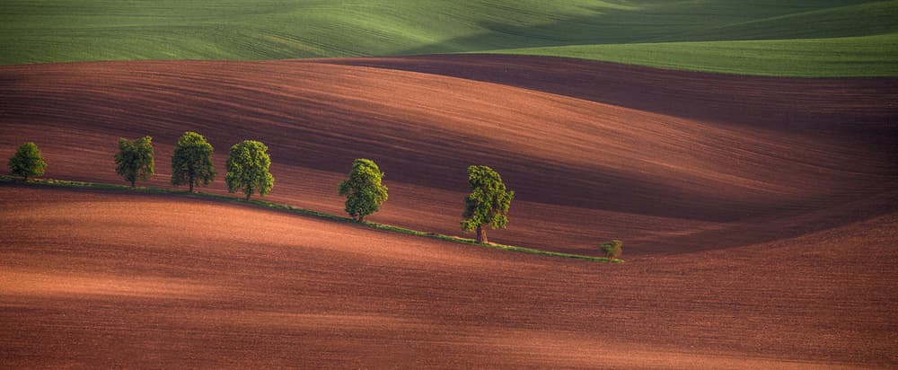 Rolling Farmland Trees by Peter Svoboda MQEP — canvas wall art