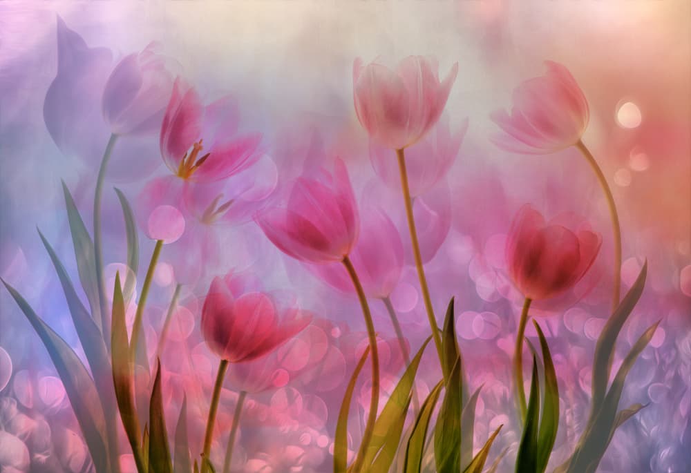 Dreamy Pink Tulips
