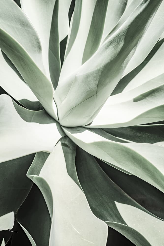Succulent Harmony by Shot by Clint — canvas wall art