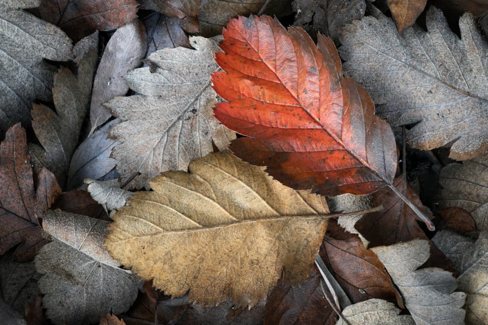Vibrant Autumn Leaves by Johan Lennartsson — canvas wall art