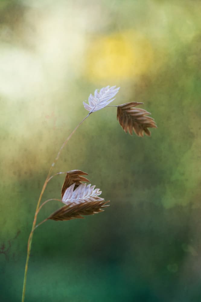 Gentle Autumn Light by Xiang yang Cui — canvas wall art