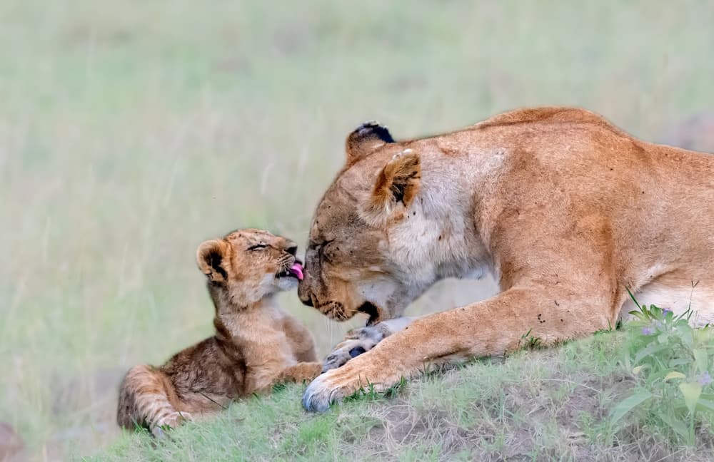 Mother Lion's Love by Jie Fischer — canvas wall art