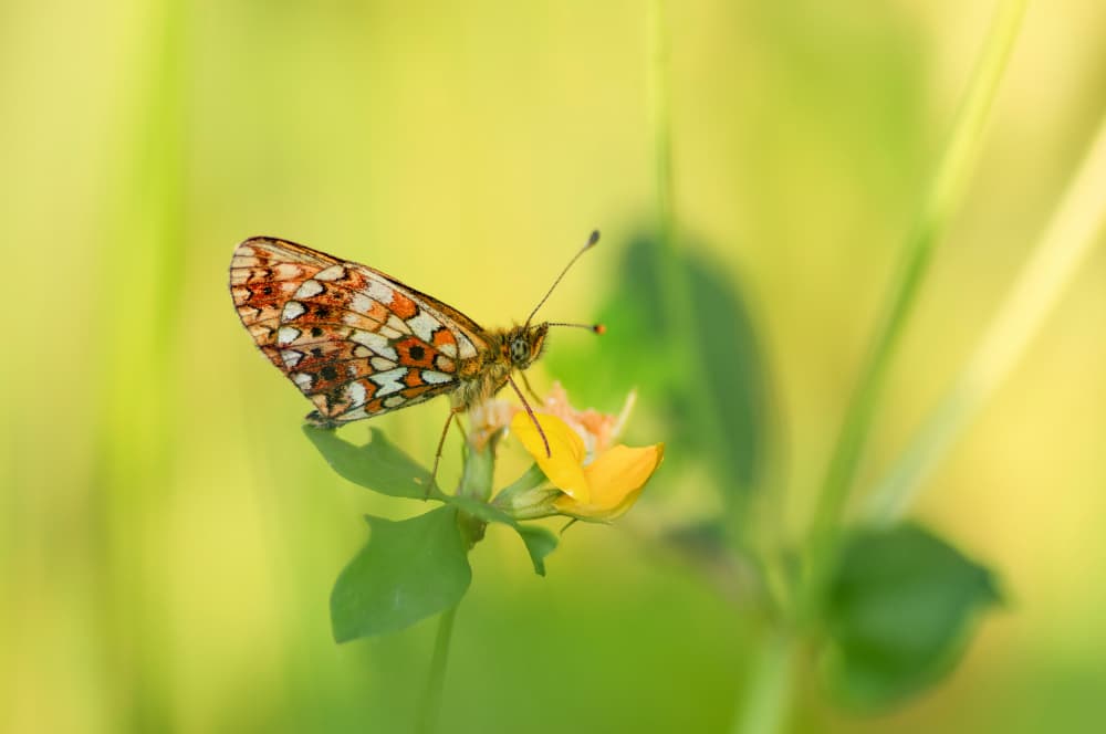 Vibrant Butterfly Flower by Ytje Veenstra — canvas wall art