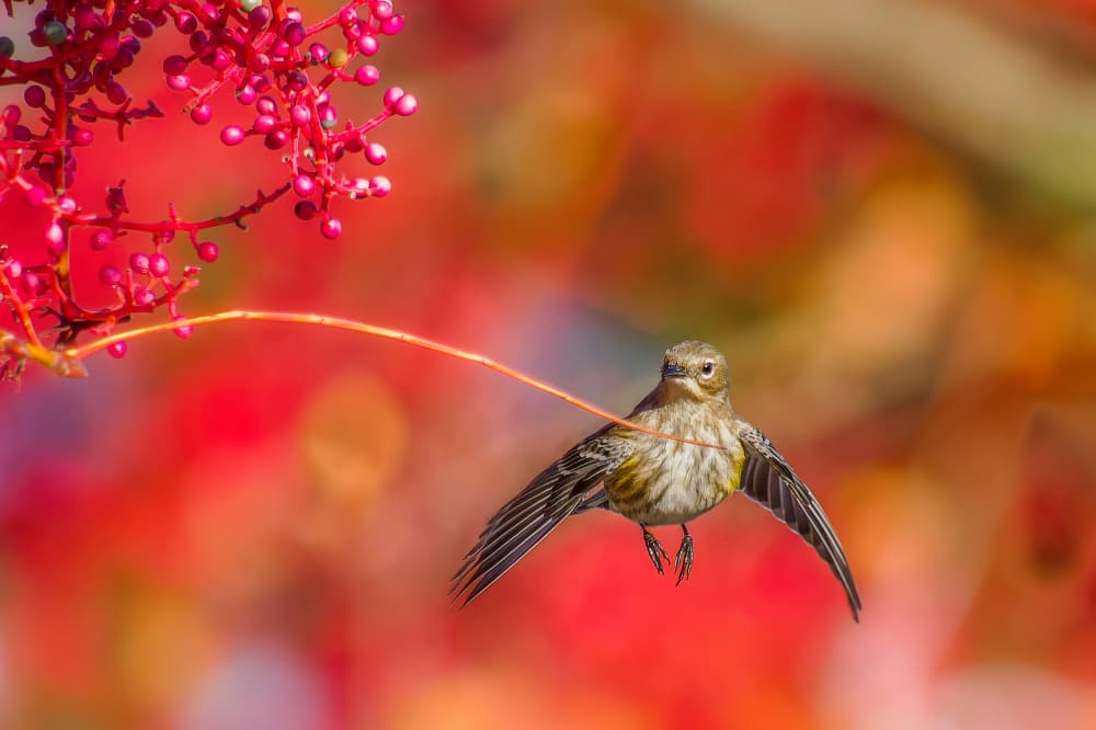 Yellow Warbler Red Berries by Bruce Li — canvas wall art