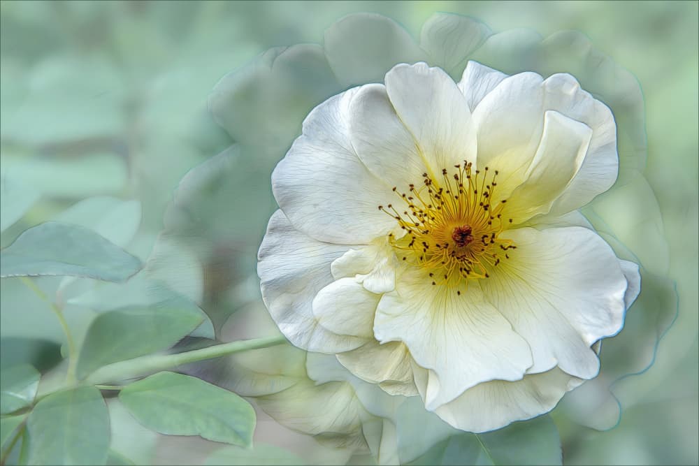 Serene White Rose Bloom by Gilbert Claes — canvas wall art