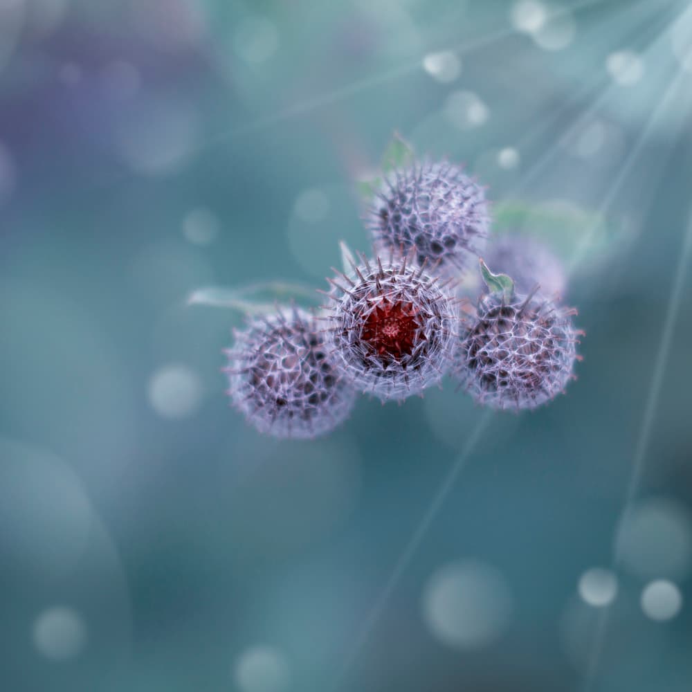 Ethereal Burdock Seeds by Nikki Georgieva V E G A N I K — canvas wall art