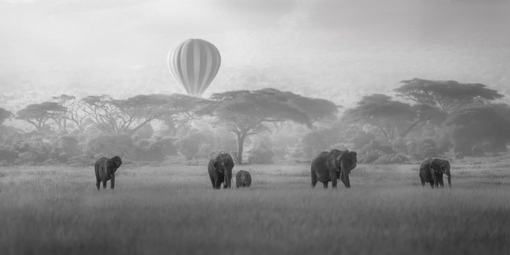 Misty Safari Elephants by Jianping Yang — canvas wall art