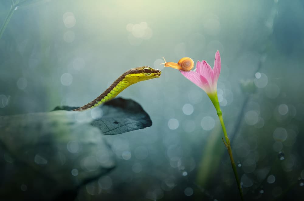 Curious Nature Encounter by Andri Priyadi — canvas wall art