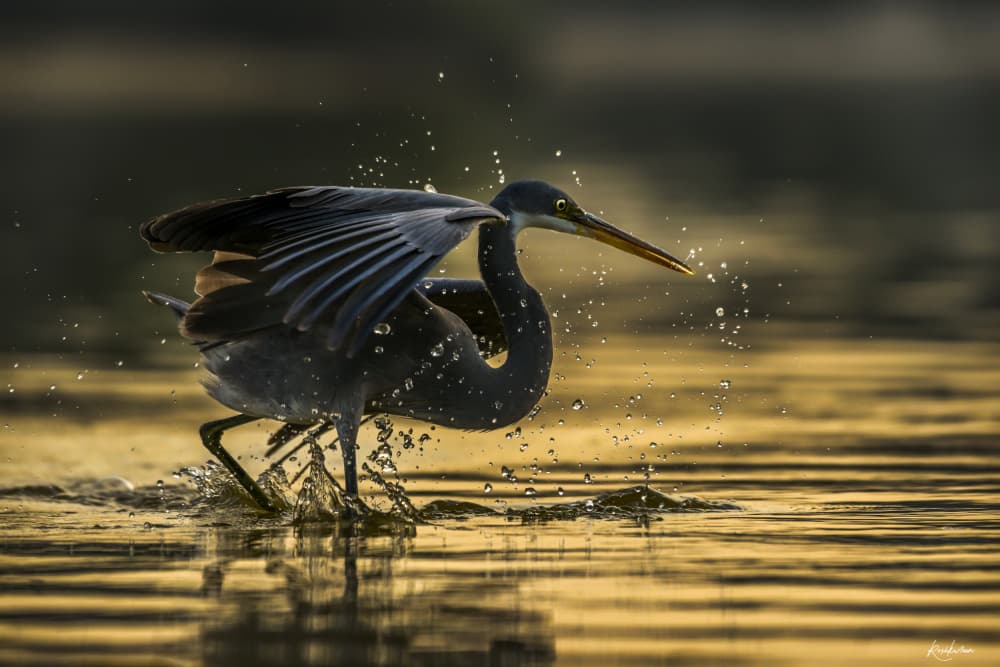 Heron Splashing Golden Water by Roshkumar — canvas wall art