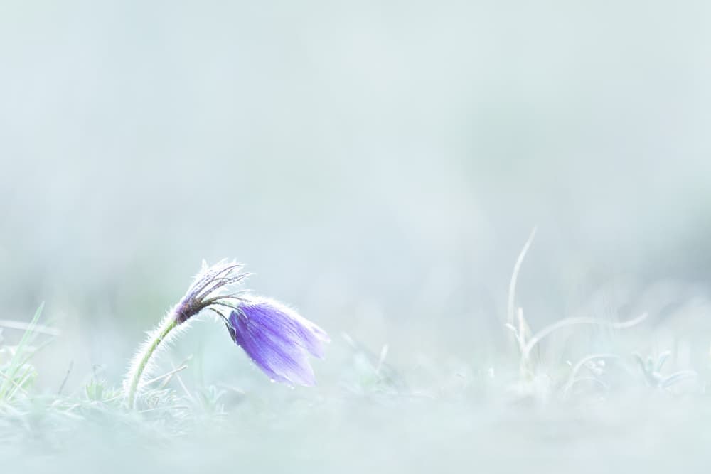 Frosted Spring Flower by Bjoern Alicke — canvas wall art